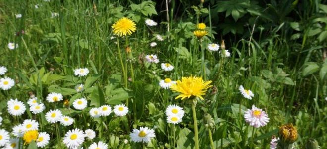 Купала когда празднуется?