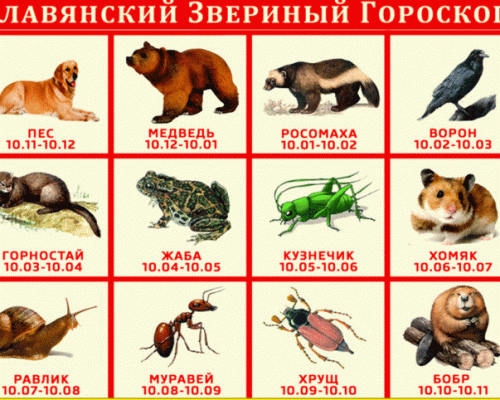 Славянский календарь животных по месяцам