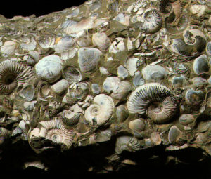 фото окаменелых моллюсков