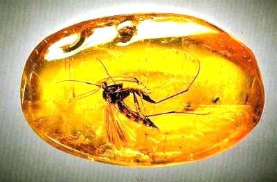 инклюзы включения в янтаре фото