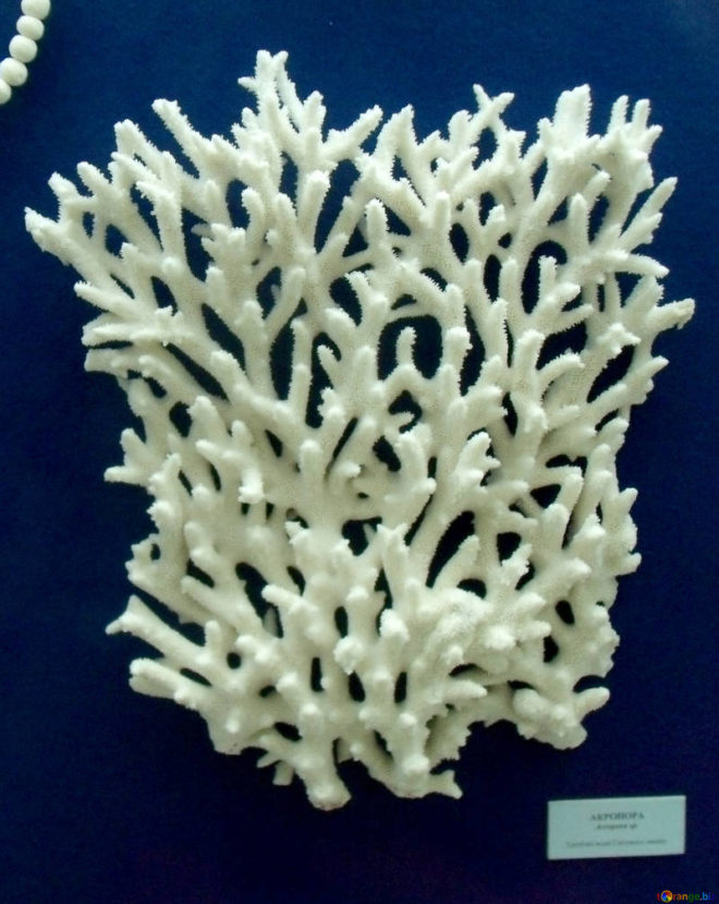ветка белого коралла