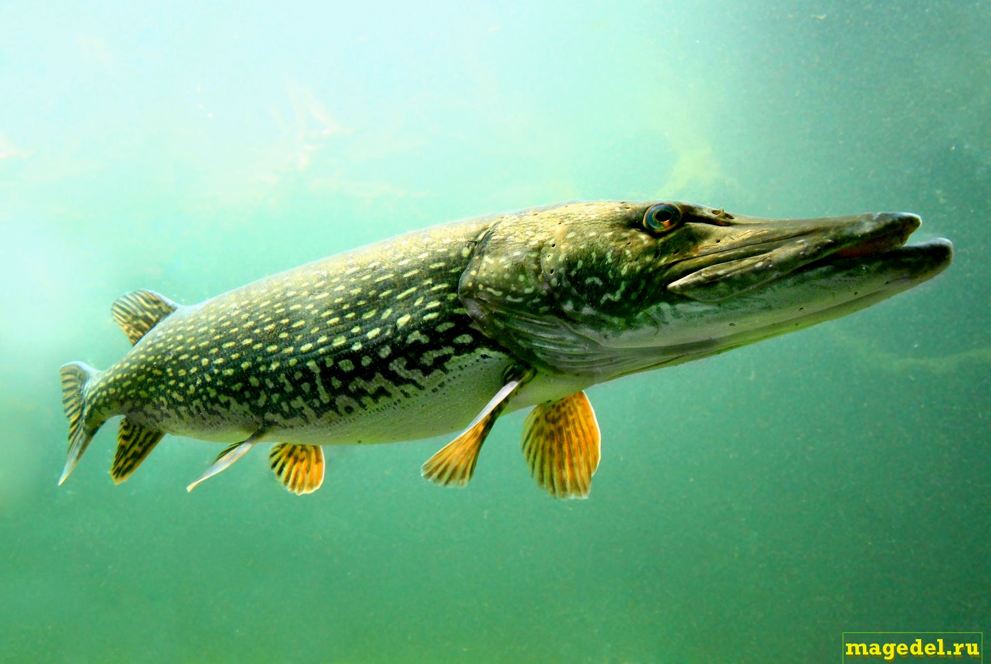 Что значит Чертог Щуки по дате рождения