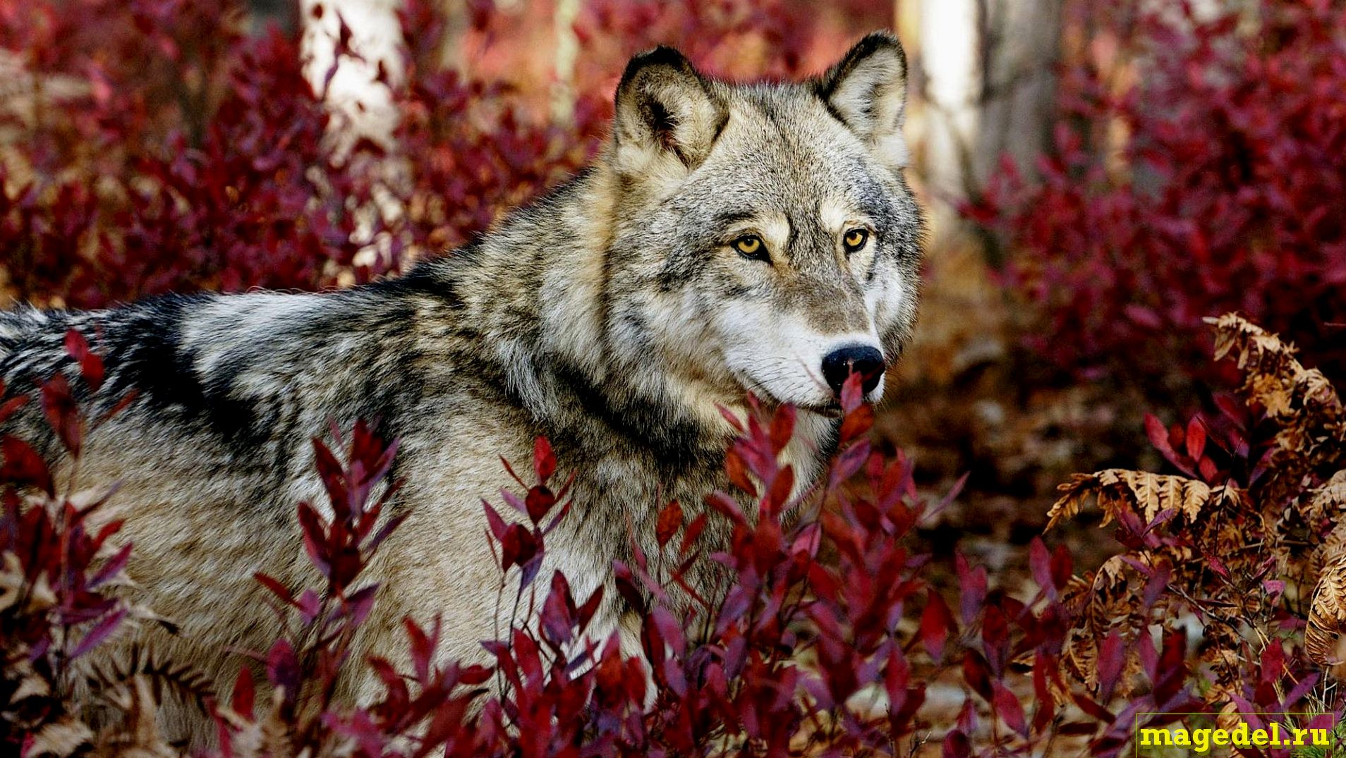 Что значит Чертог Волка по дате рождения